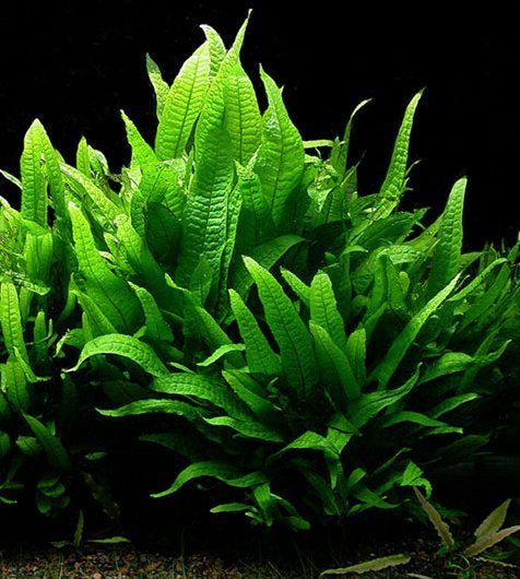 New Plant Stock 5-3-18