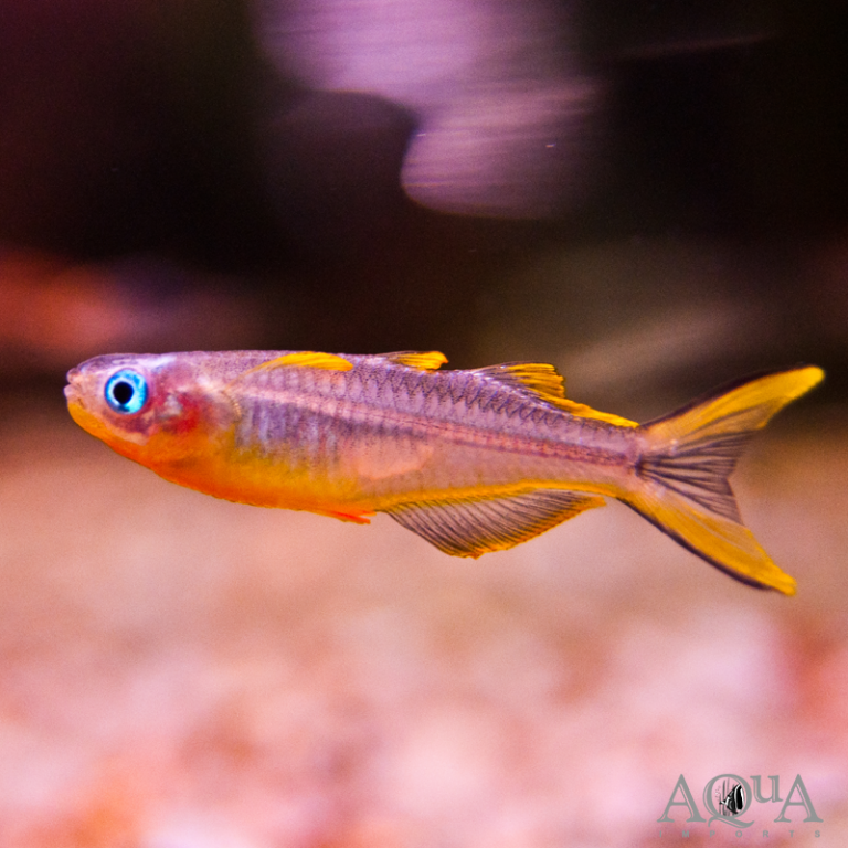 New Fresh Water Livestock 5-30-18