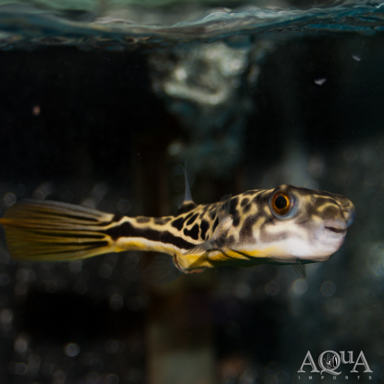 New Fresh Water Livestock 12-29-17