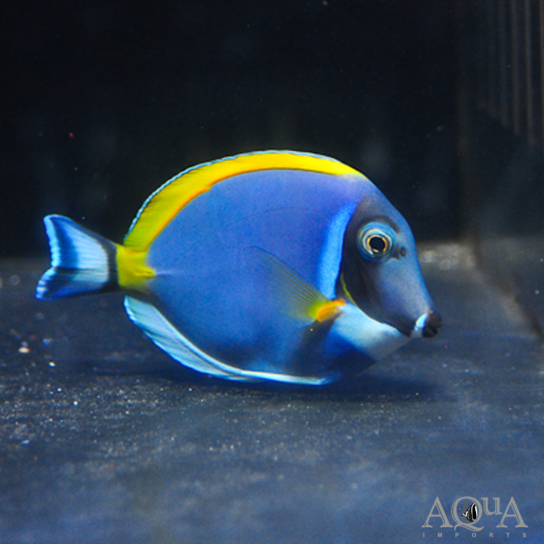 New Marine, Corals and FW Arrived 10-21-21