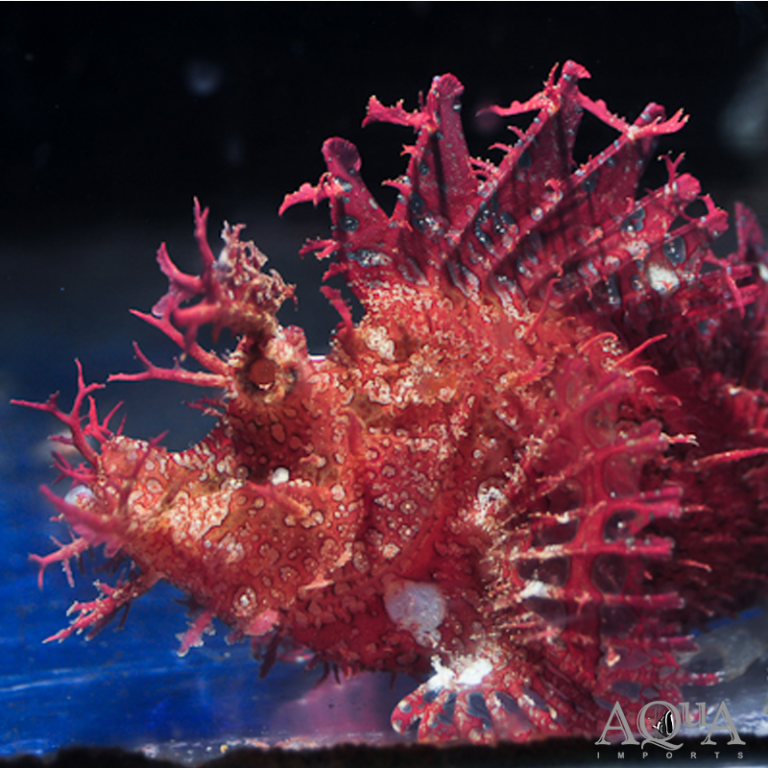New Salt Water Livestock Arriving 12-3-20