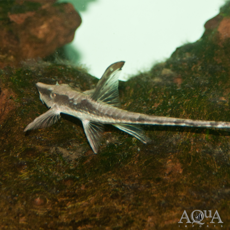 New Salt and Freshwater Fish 7/14/22