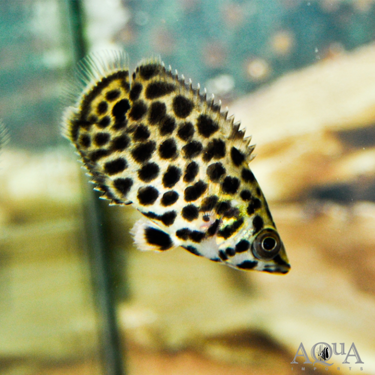 New Fresh Water Livestock 11-9-17