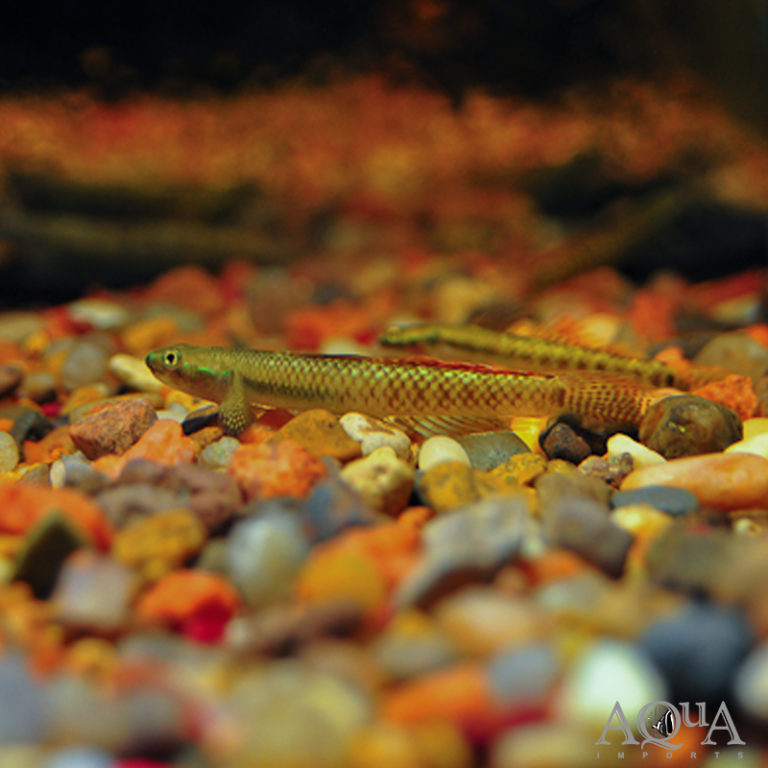 New Fresh Water Livestock 10-5-18