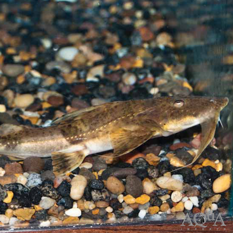 New Fresh Water Livestock 8-5-19