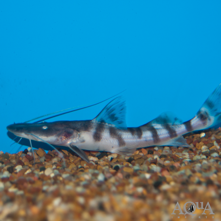 New Fresh Water Livestock 2-11-19