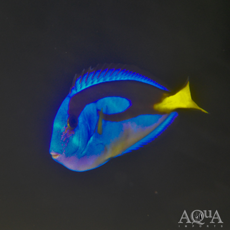 Blue Hippo Tang (Paracanthurus hepatus)