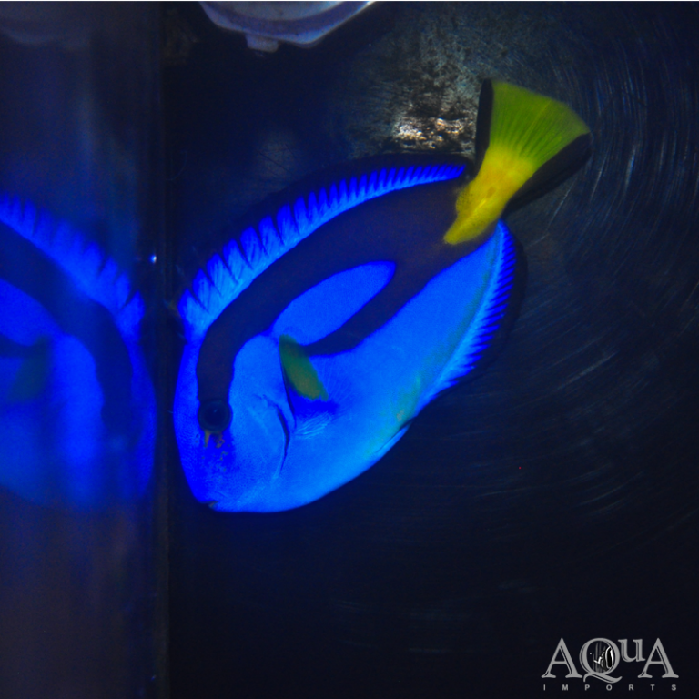 Blue Hippo Tang (Paracanthurus hepatus)