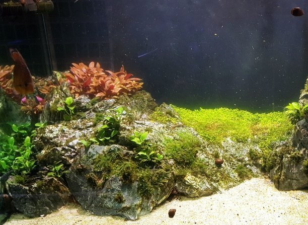 New Plants 11-17-17