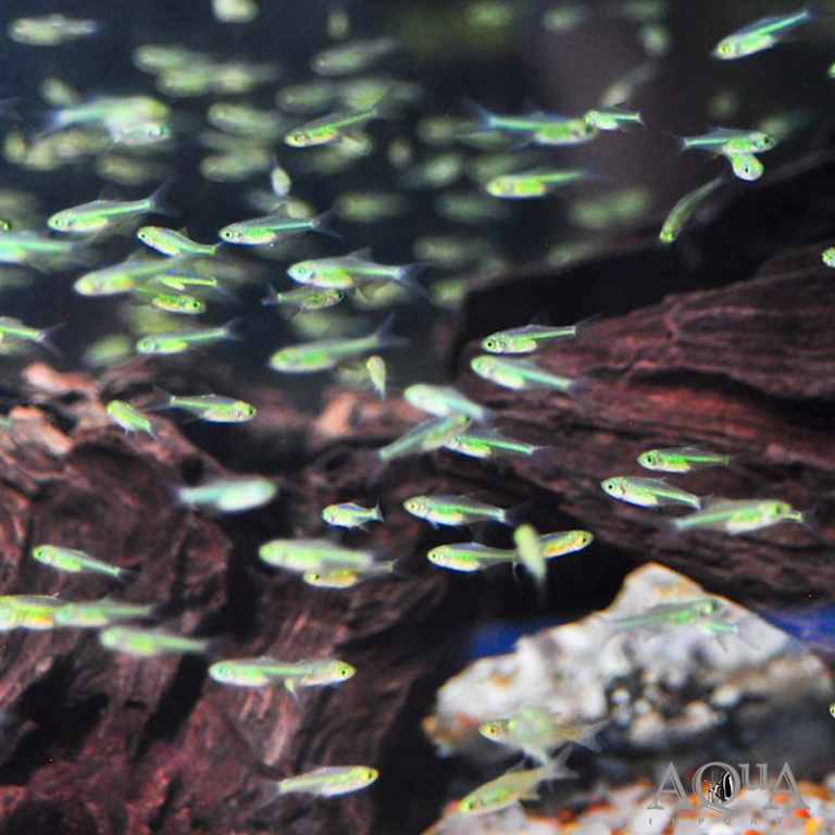 New Fresh Water Livestock 2-26-18