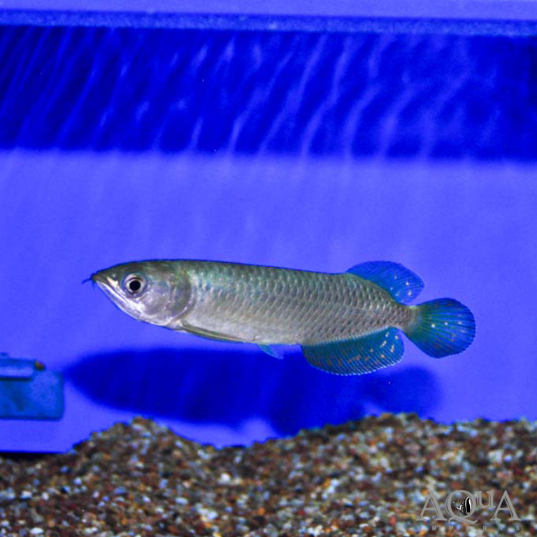New Freshwater 3-1-21