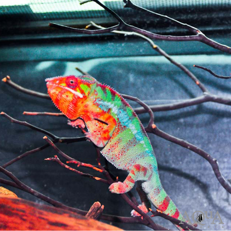 New Herp Livestock 12/3/19