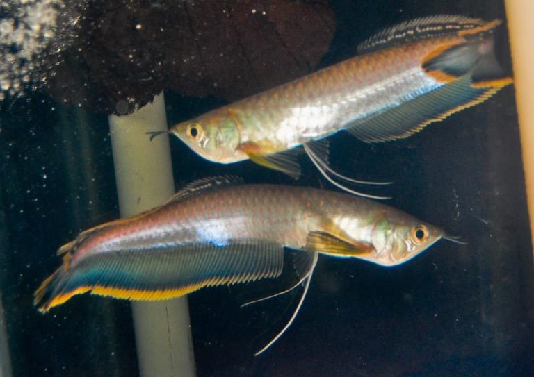 New Fresh Water Livestock 12-19-19