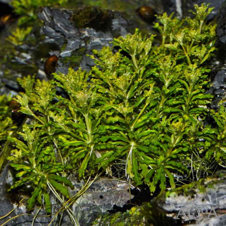 New Plants 12-29-17