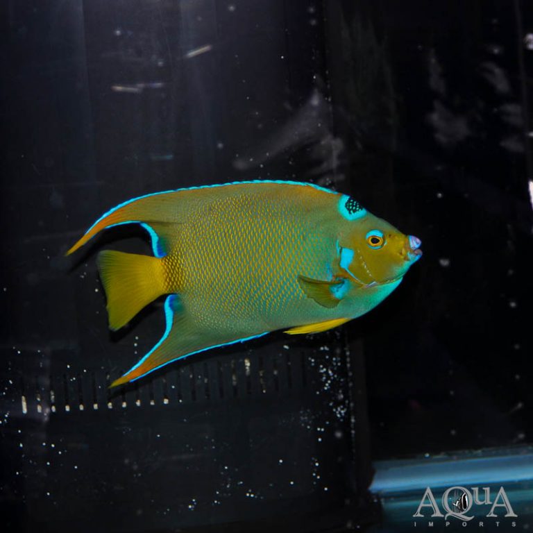 New Salt Water Livestock 12-4-19