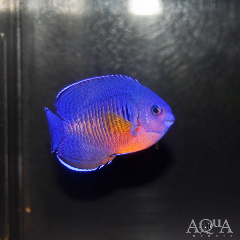 New Salt Water Livestock 4-18-18