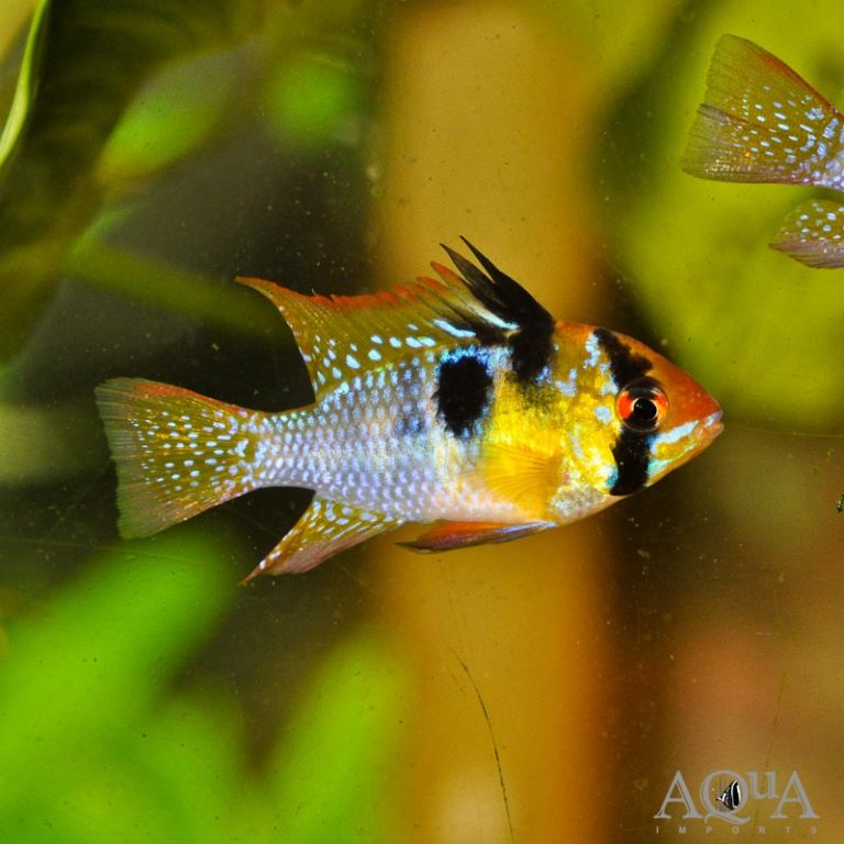 New Fresh Water Livestock 4-18-18