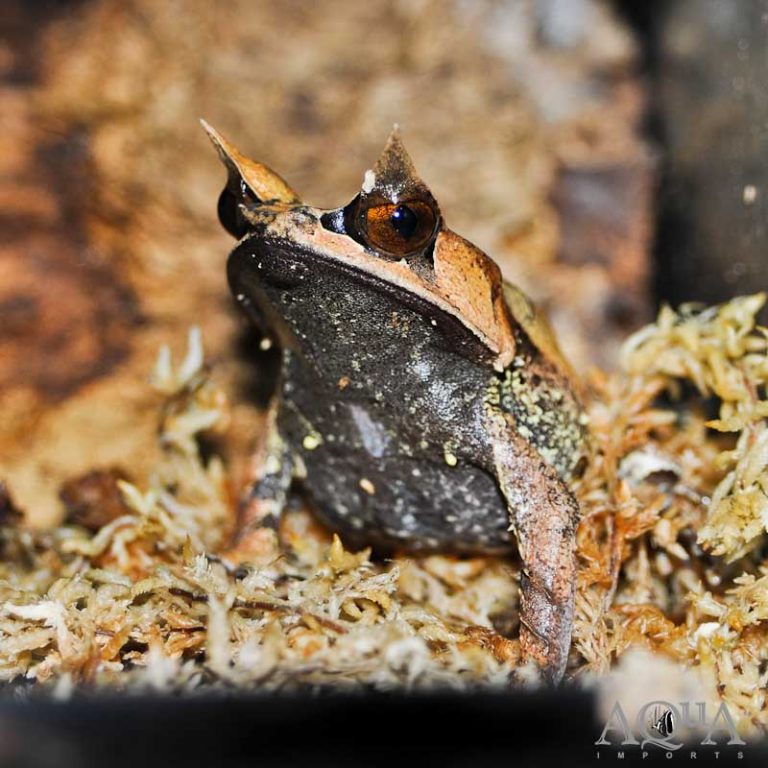 New Herp Livestock 1-19-18