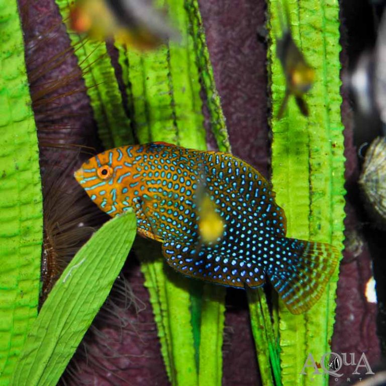 New Salt Water Livestock 1-3-19