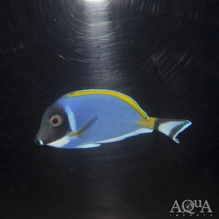 New Salt Water Livestock 2-28-18