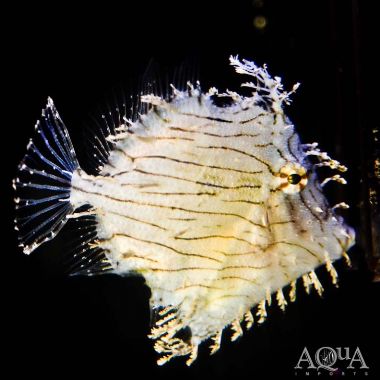 New Salt Water Livestock 1-17-18