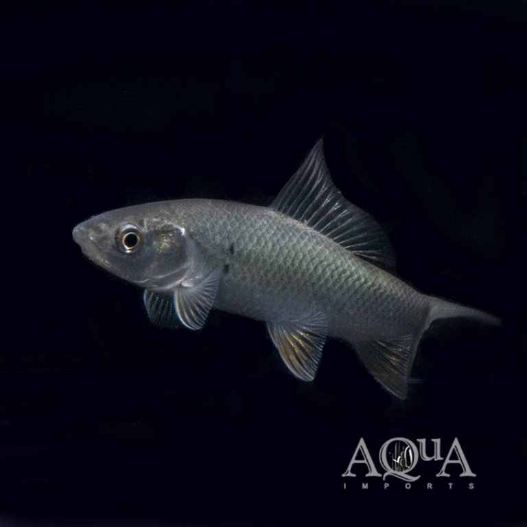 New Fresh Water Livestock 12-12-19