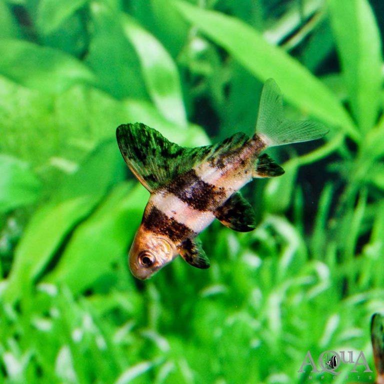 New Fresh Water Livestock 2-15-18