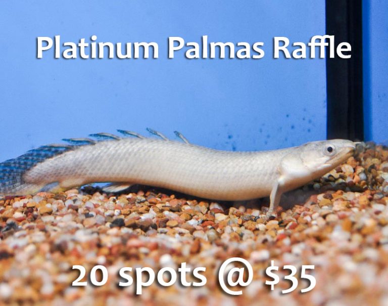 Platinum Palmas Bichir Raffle