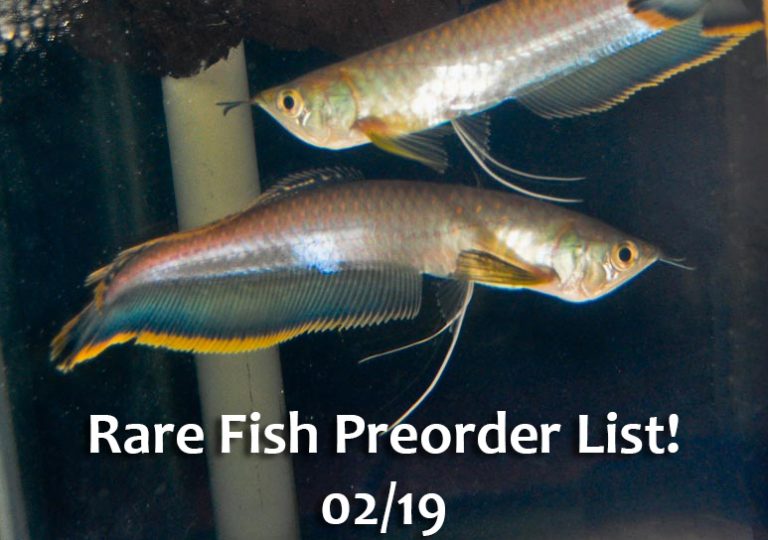 Preorder List