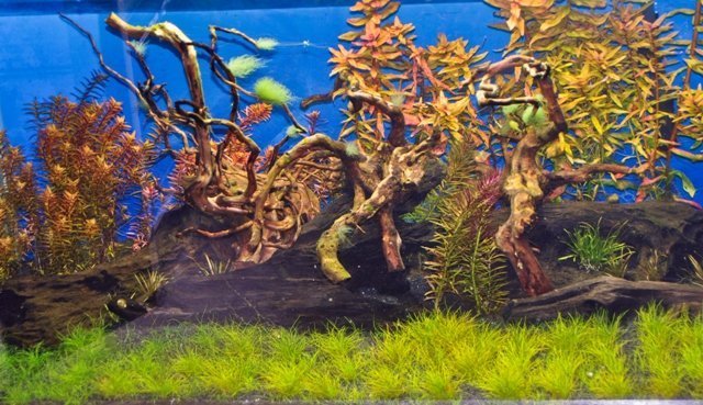 New Plants 2-21-18
