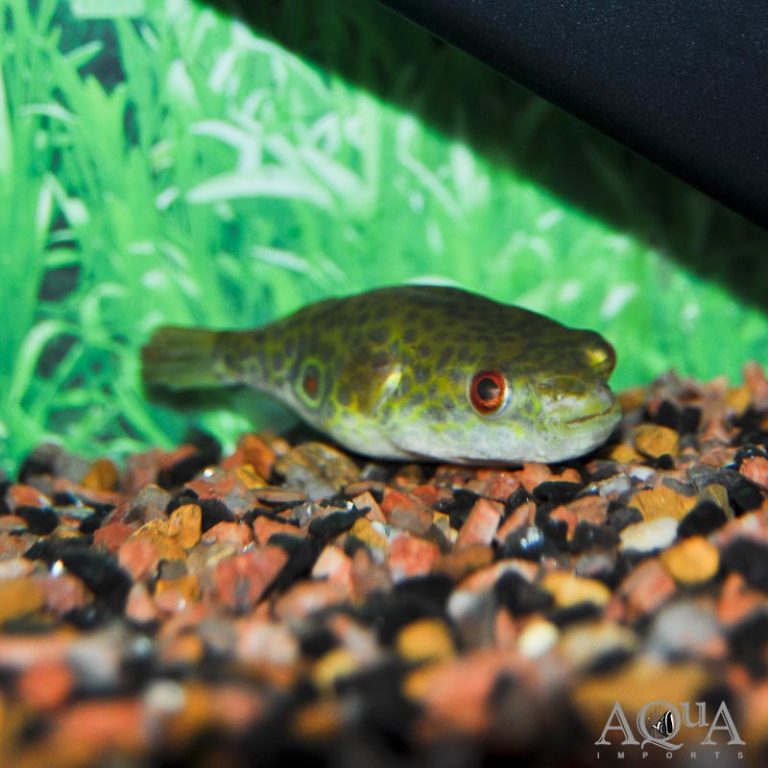 New Fresh Water Livestock 3-25-19