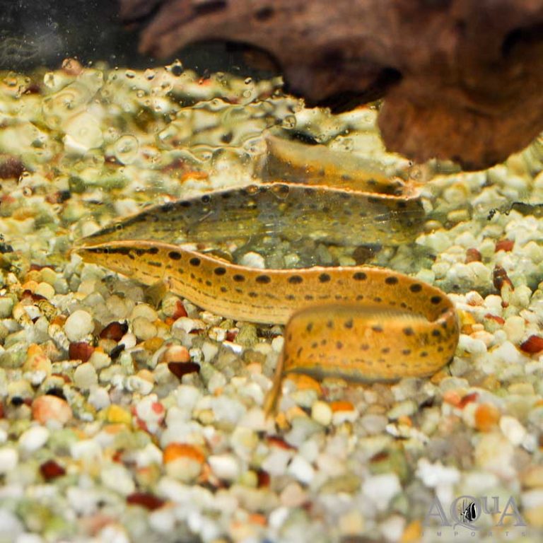 New Fresh Water Livestock 3-29-18