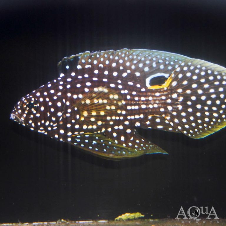 New Salt Water Livestock 1-16-19
