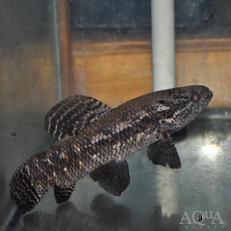 New Freshwater Stock 12/8/23