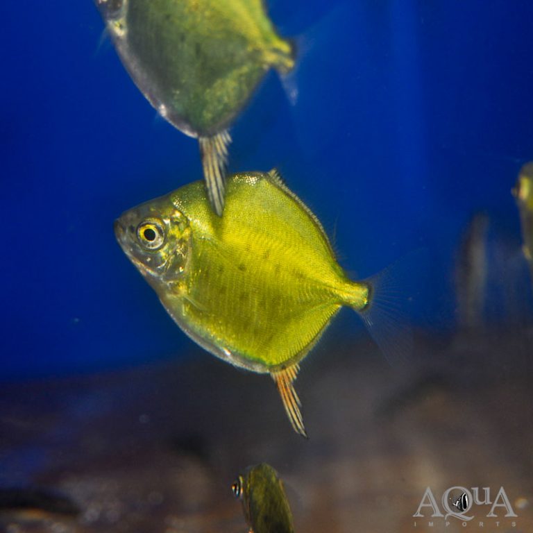 New Freshwater 3-25-21
