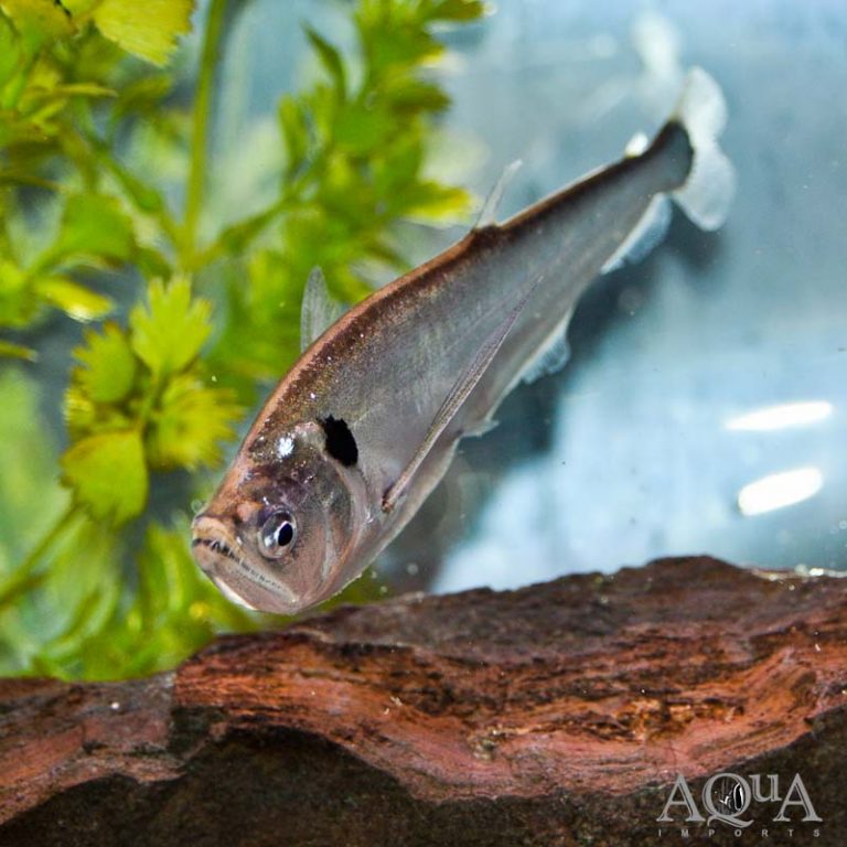New Fish and Plants 7/7/22