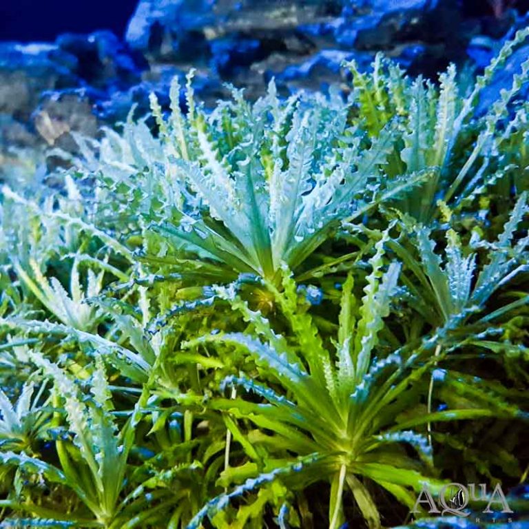 New Plant Stock 7-25-19