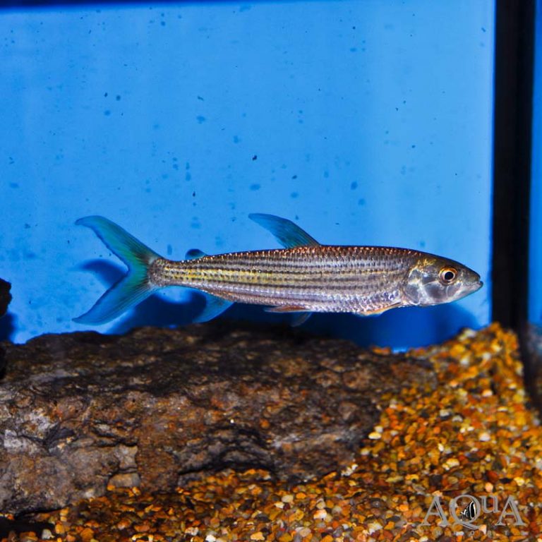 New Fresh Water Livestock 11-5-18