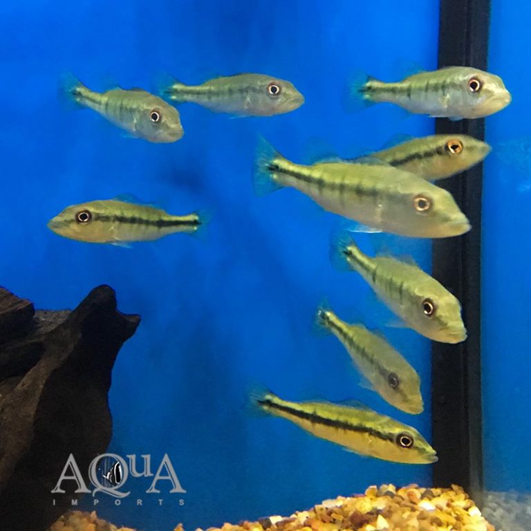 New Fresh Water Livestock 6-1-18