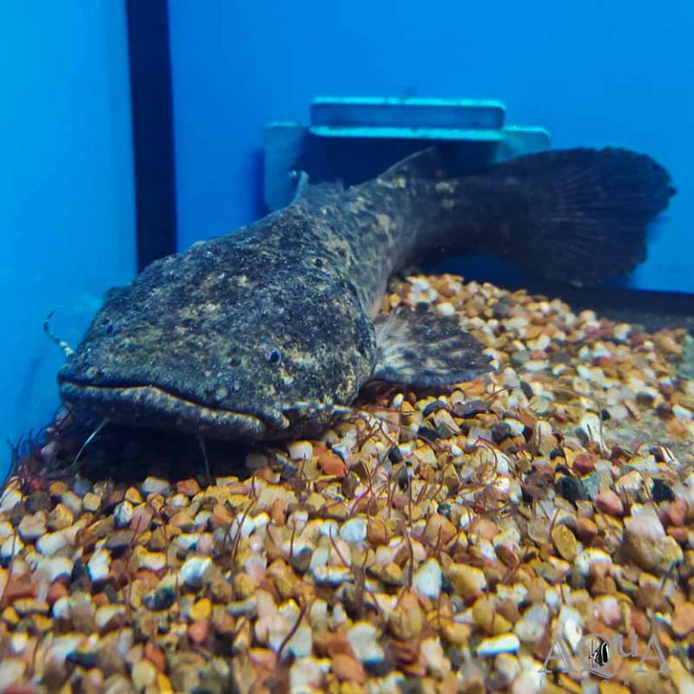 New Fresh Water Livestock 5-18-18