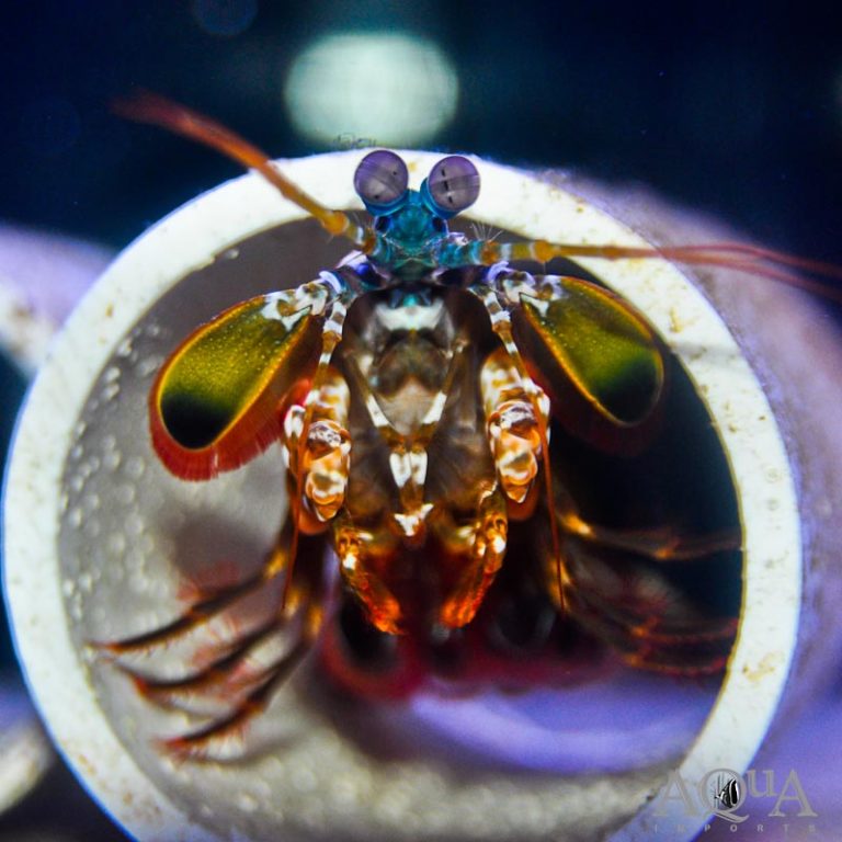 New Salt Water Livestock 5-30-18