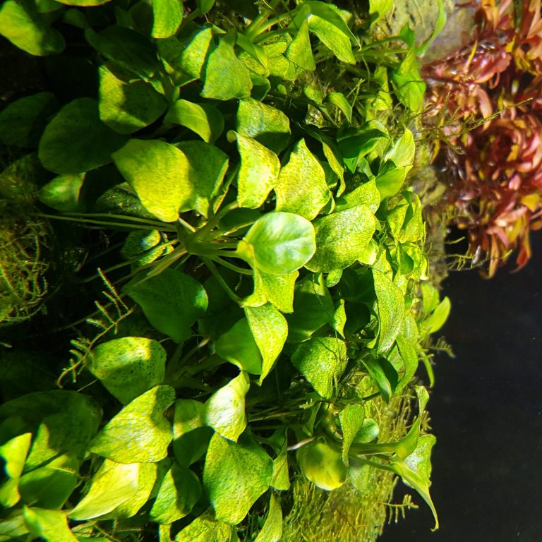 New Plants Arriving 5-6-20