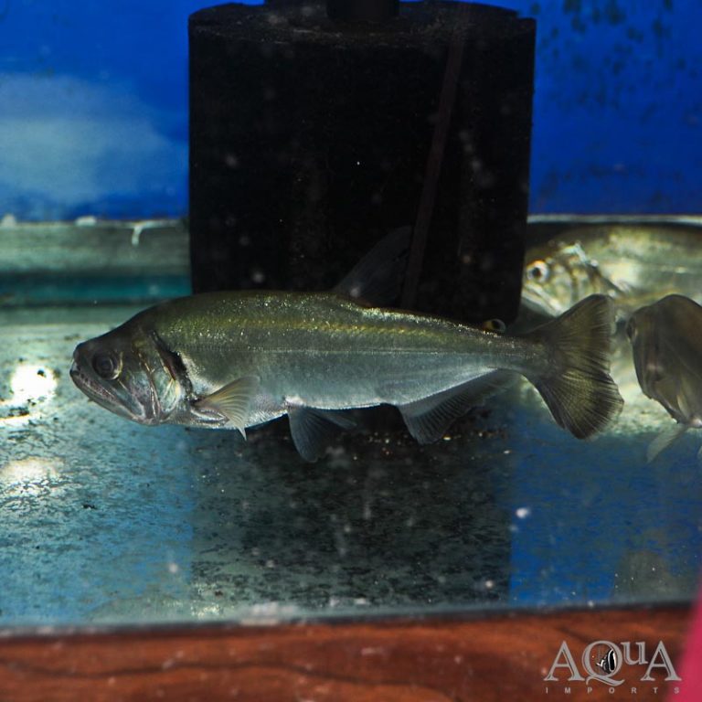 New Fresh Water Livestock 9-12-19