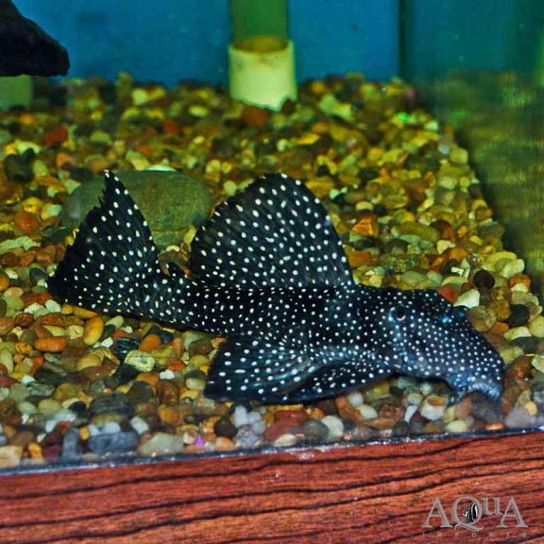 New Fresh Water Livestock 4-18-19
