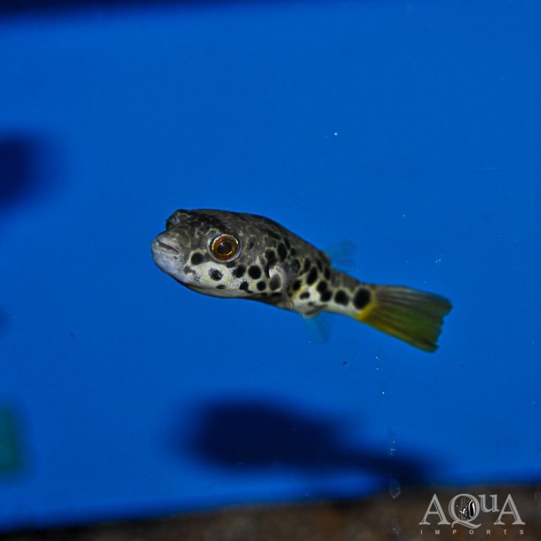 New Fresh Water Livestock 6-4-19
