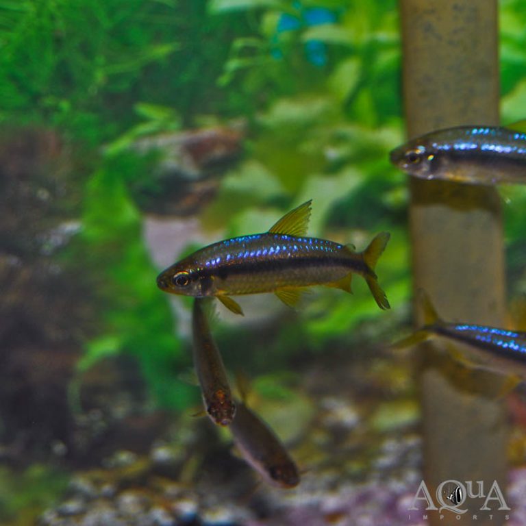 New Fresh Water Livestock 8-22-18