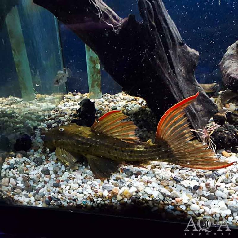 New Fresh Water Livestock 2-28-19