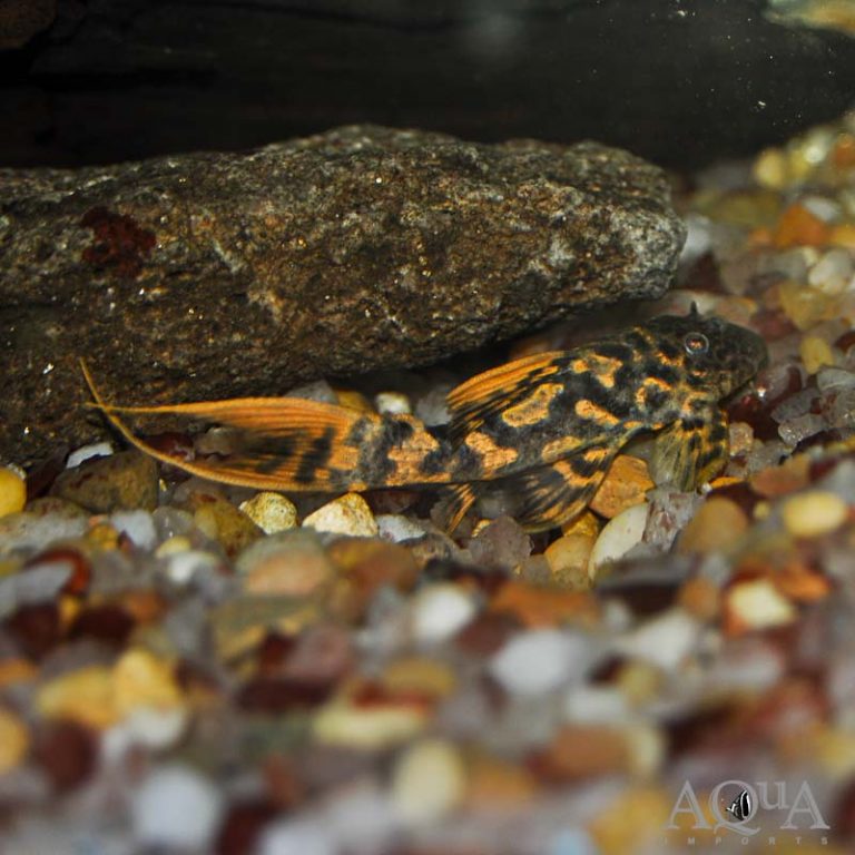 New Fresh Water Livestock 10-24-19