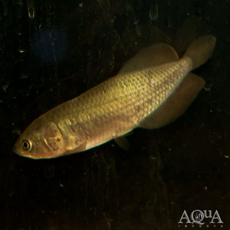 New Fresh Water Livestock 9-12-18