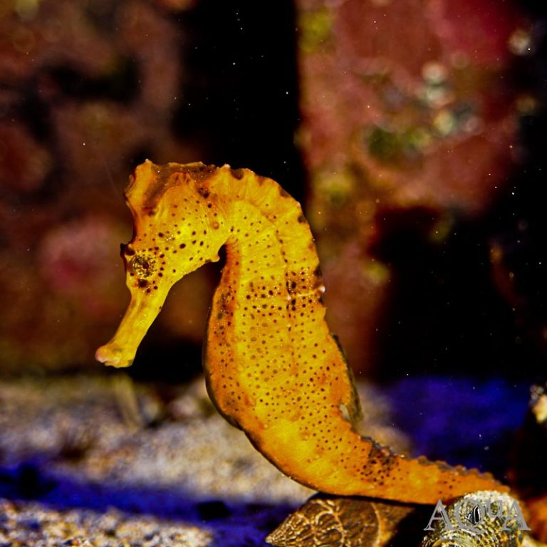 New Salt Water Livestock 9-10-18